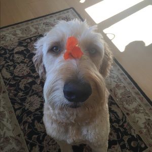 Meet your Posher, Lynn